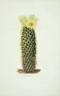 Cacti: Mammillaria erecta, cactus