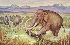 Mammoths: THE MAMMOTH