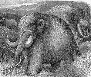 Extinction: Mammoth