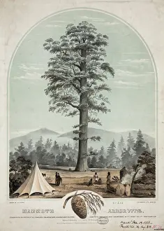 C1862: Mammoth Arborvitae