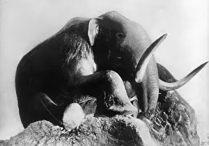 Kolyma: Mammoth from Beresovka-Kolyma
