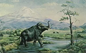Begins: Mammoth in Bog