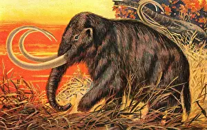 Primigenius: Mammoth elephas primigenius Blumb