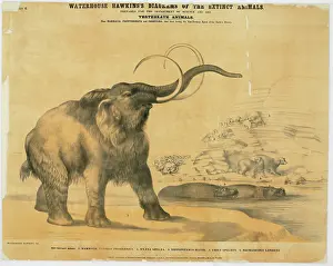 1807 1889: Mammoth and Hyaena