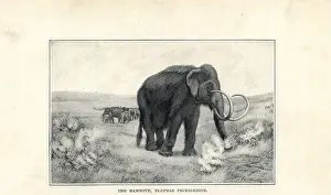 Primigenius: Mammoth, Mammuthus primigenius