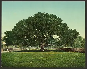 C1901: The Mammoth oak, Pass Christian, Miss