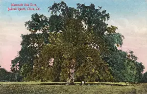 Chico: Mammoth oak tree, Bidwell Ranch, Chico, California, USA