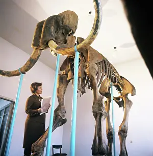 Mammoth skeleton, 1974
