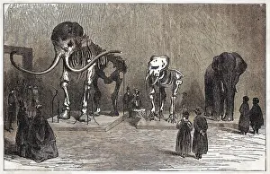 Tundra: MAMMOTH SKELETON