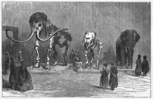 Tundra: MAMMOTH SKELETON