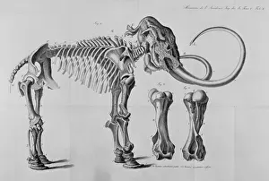 Proboscidean: Mammoth skeleton drawing