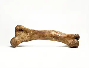Thigh: Mammoth thigh bone