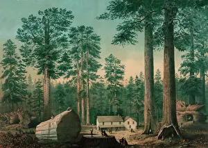 C1860: The mammoth trees (Sequoia gigantea), California (Calaveras