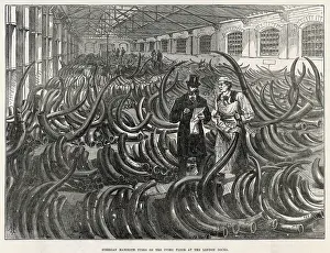 MAMMOTH TUSKS