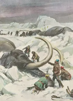 MAMMOTHS FOUND FROZEN