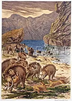 Mammoths: MAMMOTHS & TIGERS