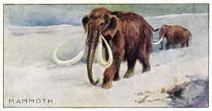 Mammoths: MAMMOTHUS PRIMIGENIUS