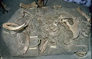 Primigenius: Mammuthus primigenius, woolly mammoth
