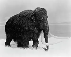 Primigenius: Mammuthus primigenius, woolly mammoth