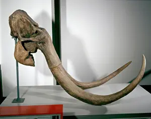 Primigenius: Mammuthus primigenius, woolly mammoth