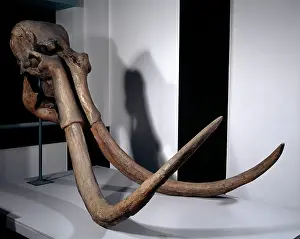 Proboscidean: Mammuthus trogontherii, steppe mammoth