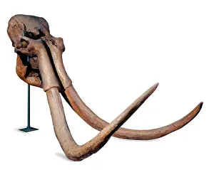 Proboscidean: Mammuthus trogontherii, steppe mammoth
