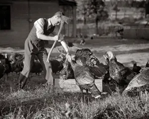 Thankful: Man with An Ax Killing Turkey Beheading on Chopping