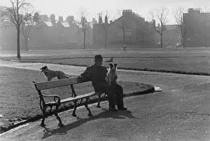 Hazy: Man on a bench in a park, with dogs