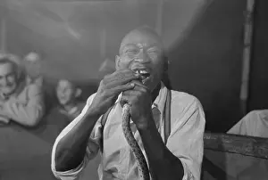 Sideshow: Man biting snake at sideshow, state fair, Donaldsonville, Lo