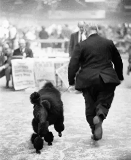 Poodles: Man and black poodle at a dog show