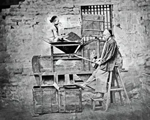 Grading: Man and boy sifting tea, China