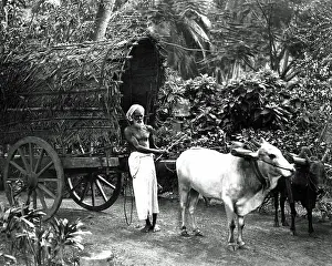 Bullocks: Man with a bullock cart, India