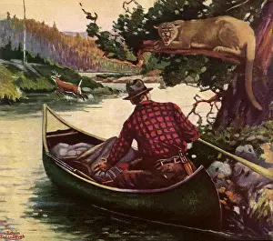 Sculls: Man in canoe wild cat in tree