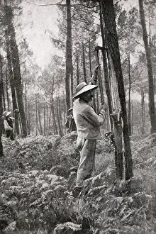 Gironde: Man collecting resin from pine woods, Gironde, SW France