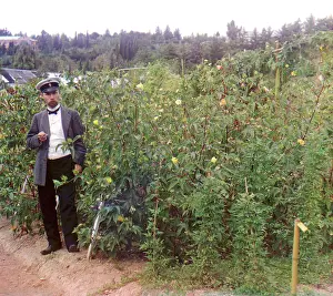 Sukhumi: Man - Cotton - Crops - Agriculture