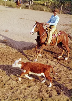 Laboring: Man Cowboy Riding Quarter Horse Practicing Working