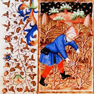 Bedford: Man cutting or pruning bushes. From illustration