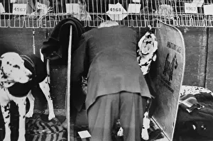 Spratt: Man with Dalmatians at Crufts Dog Show