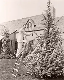 1910s 1940s: Man decorating pine tree in his backyard