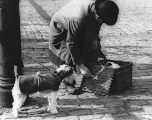 Tethered: Man with dogs and basket