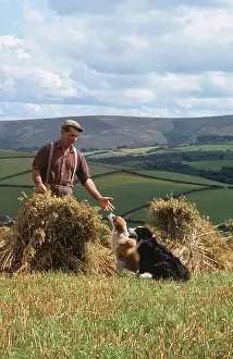 Stook: Man and dogs in cornfield, Countisbury, Somerset