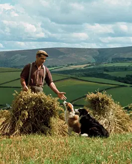 Stook: Man and dogs in cornfield, Countisbury, Somerset