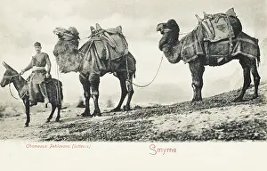 Man on Donkey leading two camels