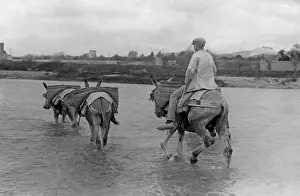 Riverbed: Man with donkeys in Spain, 1934