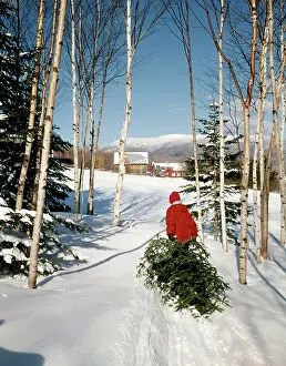 Evergreens: Man Dragging In Christmas Tree