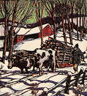 Bundled: Man Drives Team of Oxen