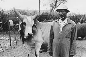Eyeing: Man eyeing his bull