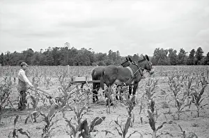 Irwinville: Man - farmer - agriculture - occupations