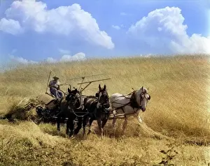 Hitch: Man Farmer Driving Three Horses Pulling Mccormick