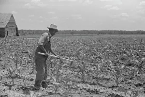 Hoeing: Man - Farmer - Field - Crops Corn
